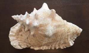 Concha Shell