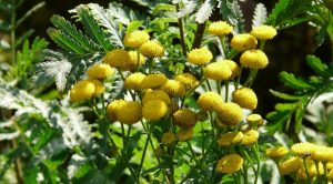 tansy-61570_1920