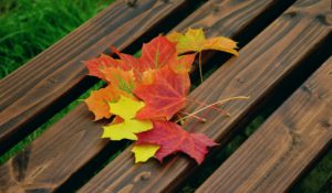 fall-foliage-1740841_1920