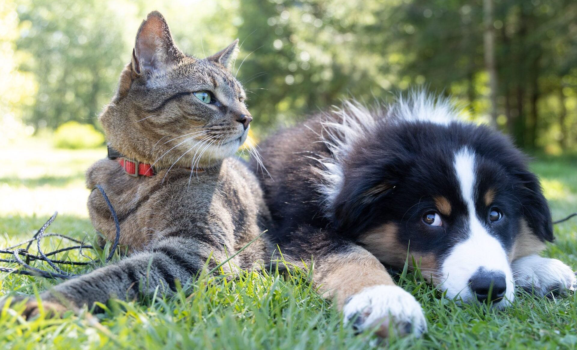 CAT & DOG IMAGE